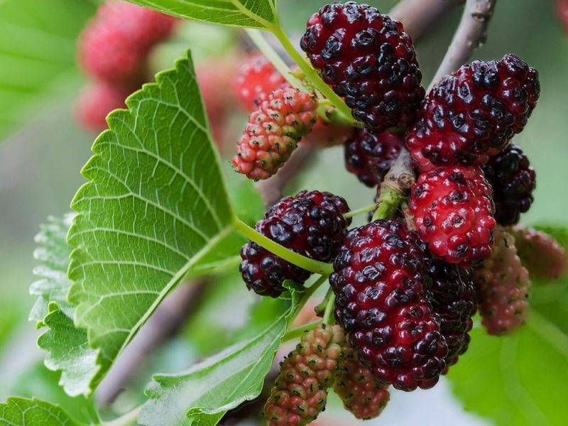 Шелковица купить саженцы из питомнике в Кисловодске