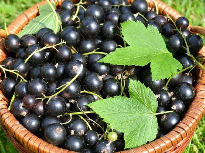 Смородина купить саженцы из питомника в Кисловодске