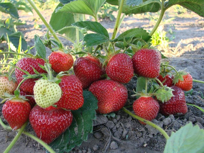 Клубника купить саженцы из питомника в Кисловодске
