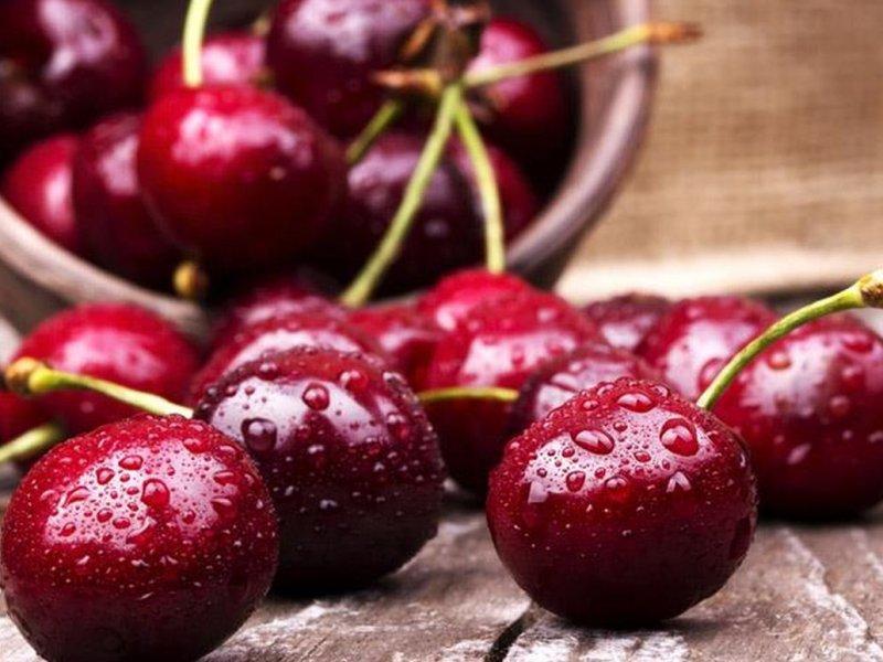 Вишня купить саженцы из питомника в Кисловодске