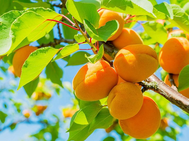 Абрикос купить саженцы из питомнике в Кисловодске