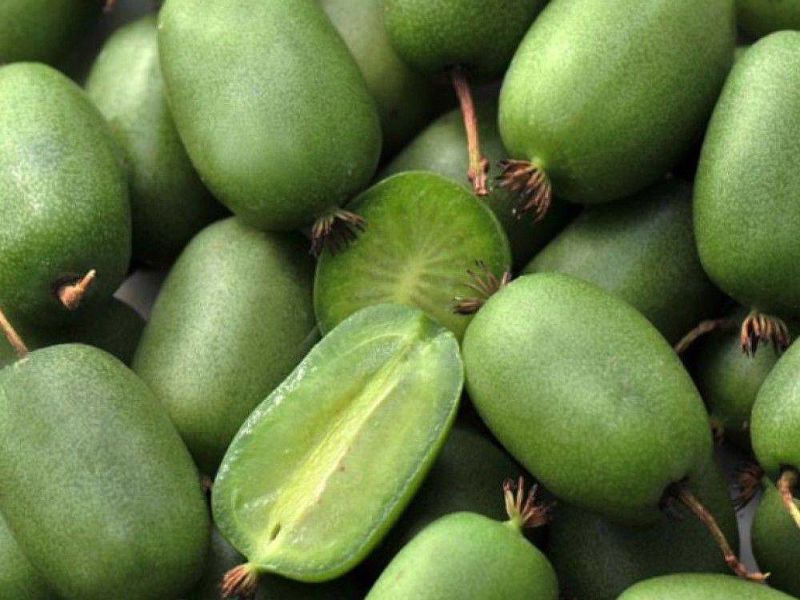 Актинидия купить саженцы из питомнике в Кисловодске