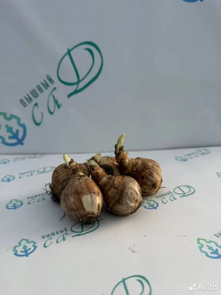 Нарцисс "БРИТИШИ ГЭМБЛ" (5 штук)