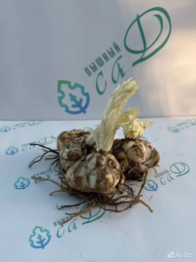 Лилия "РЕД ТВИН" 3 штуки (размер 18/20)