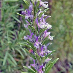Розмарин Барбекю