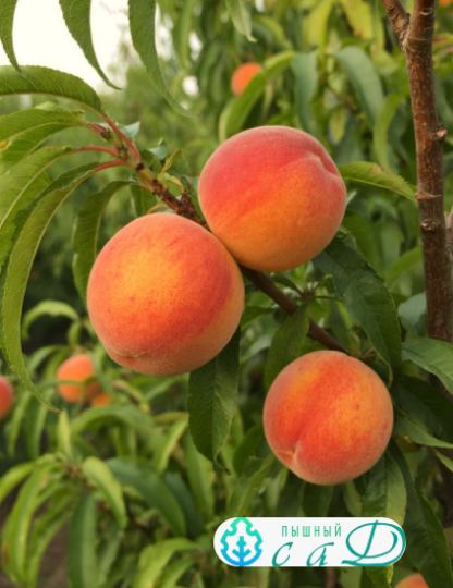 Персик "РАДУЖНЫЙ 86"  (срок созревания август)